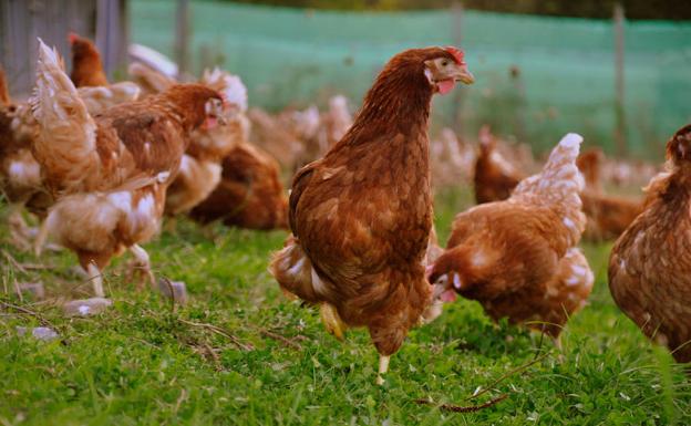 Canciones de Julio Iglesias para aumentar la producción de las gallinas