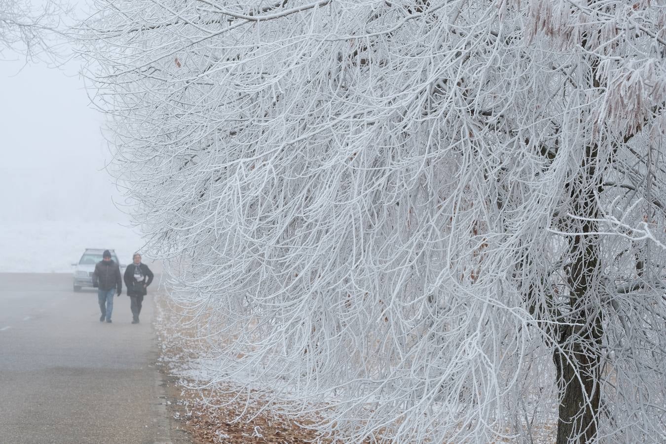 Aunque muchos han podido pensar que es nieve, en realidad es la propia niebla que, por las bajas temperaturas, se ha convertido en hielo, depositándose en árboles, coches y estructuras urbanas