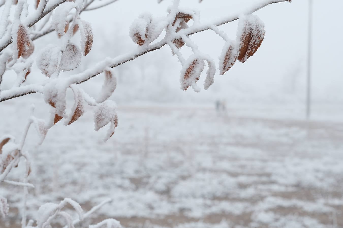 Aunque muchos han podido pensar que es nieve, en realidad es la propia niebla que, por las bajas temperaturas, se ha convertido en hielo, depositándose en árboles, coches y estructuras urbanas