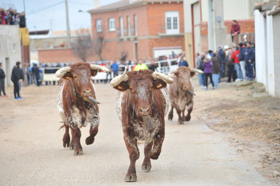 Pollos acoge el último encierro de la temporada en la provincia de Valladolid