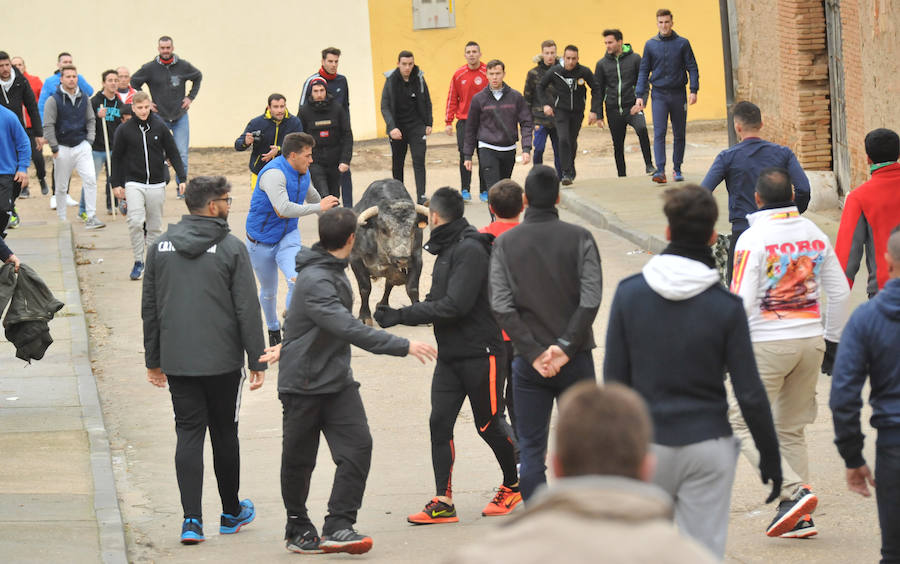 Pollos acoge el último encierro de la temporada en la provincia de Valladolid