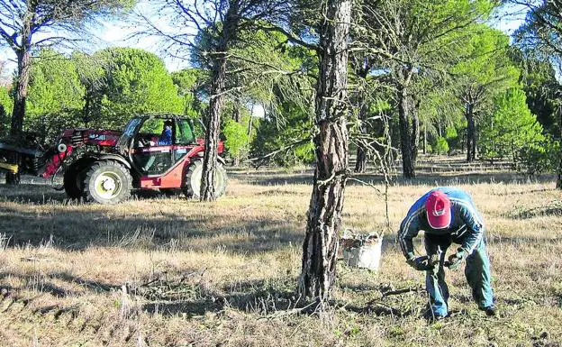 Un piñero recoge a mano los frutos del suelo en un pinar de la provincia vallisoletana.