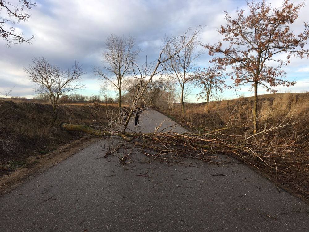 La borrasca ha dejado a su paso por el municipio gran cantidad de árboles caídos y ramas rotas