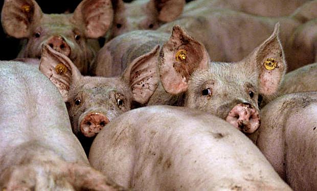 Dos detenidos cuando robaban en una explotación ganadera en Ataquines