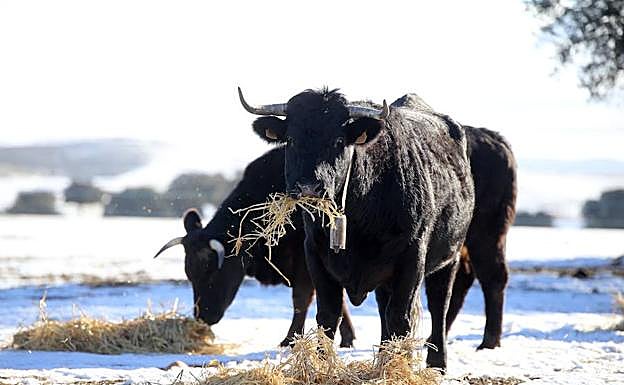 Ganado vacuno de carne extensivo en la localidad abulense de Mancera de Arriba. 