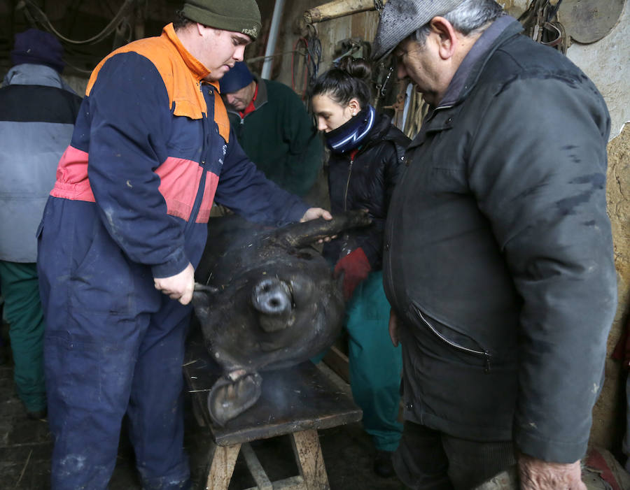 Matanza tradicional en Castromocho