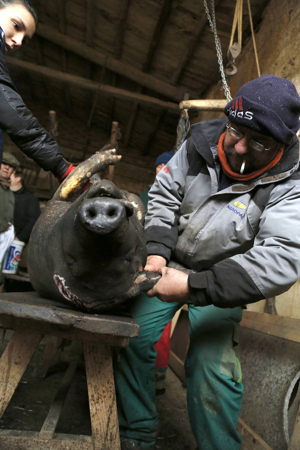 Matanza tradicional en Castromocho