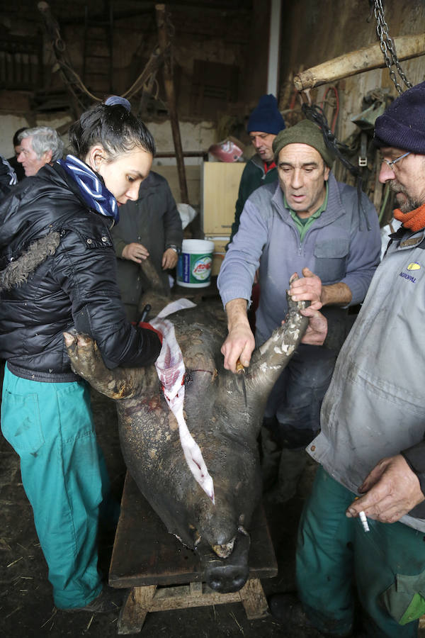 Matanza tradicional en Castromocho