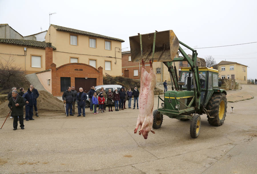 Matanza tradicional en Fuentes de Nava