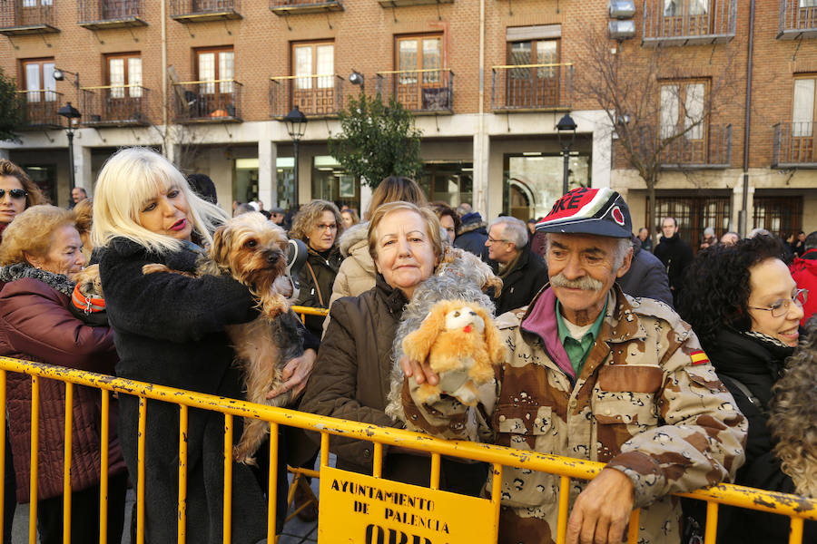 Palencia festeja a San Antón