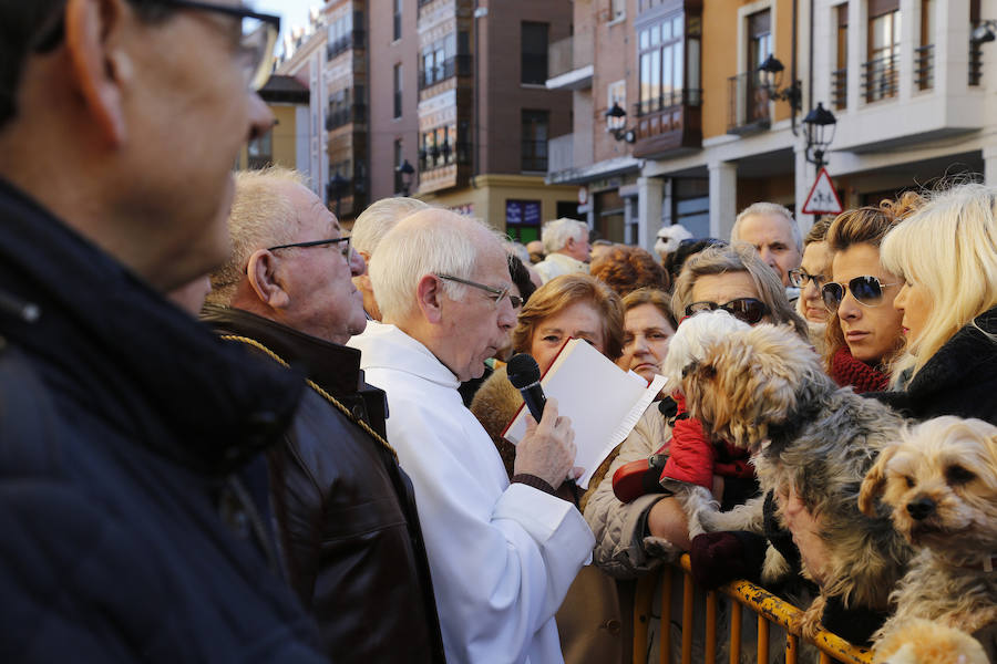 Palencia festeja a San Antón