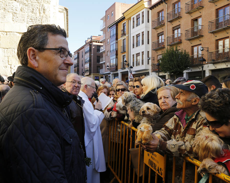 Palencia festeja a San Antón