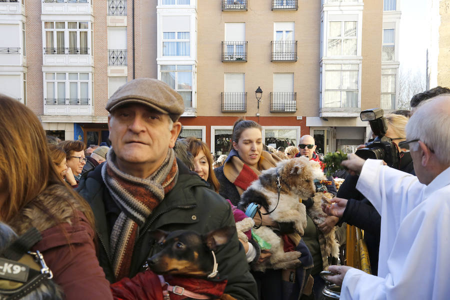 Palencia festeja a San Antón