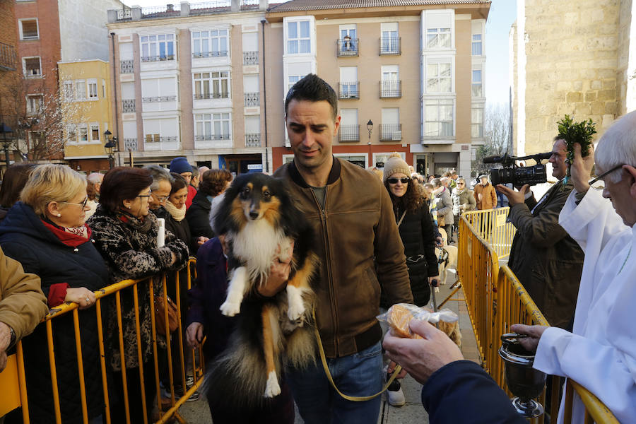 Palencia festeja a San Antón