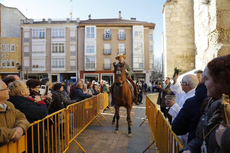 Palencia festeja a San Antón