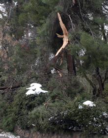 Imagen secundaria 2 - Arriba, un gran pino derrumbado en la plaza de Día Sanz; abajo a la izquierda, ramas en el jardín de Los Huertos, a la derecha, el tronco desgajado de un ejemplar en el paseo de Santo Domingo.