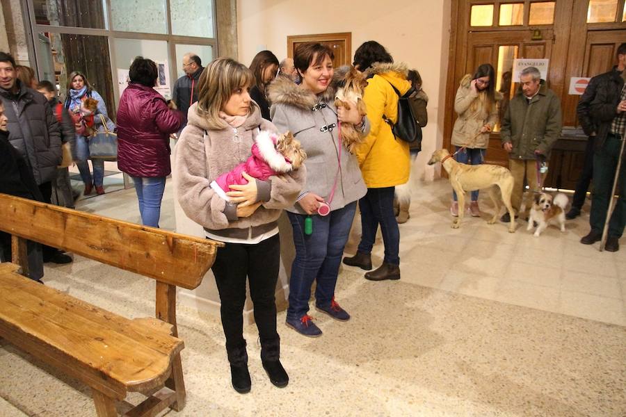 San Antón en Medina de Rioseco.