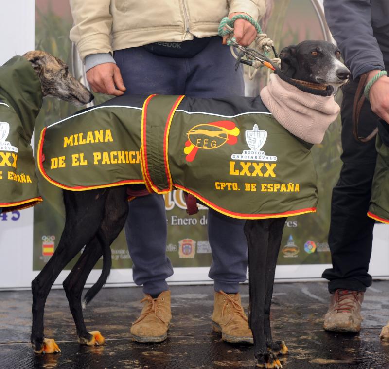 Arranca el campeonato Nacional de Galgos en Madrigal de las Altas Torres