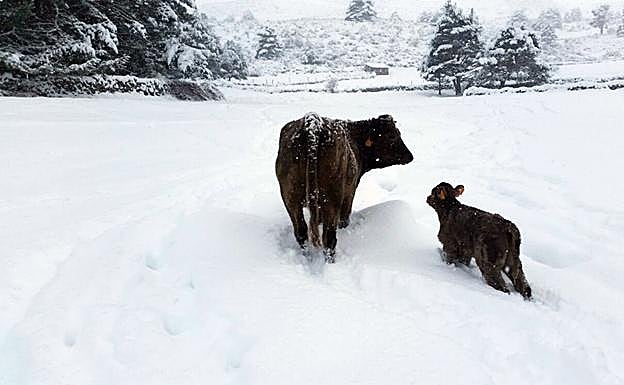 Los ganaderos de Ávila piden compensaciones por los estragos de la nevada
