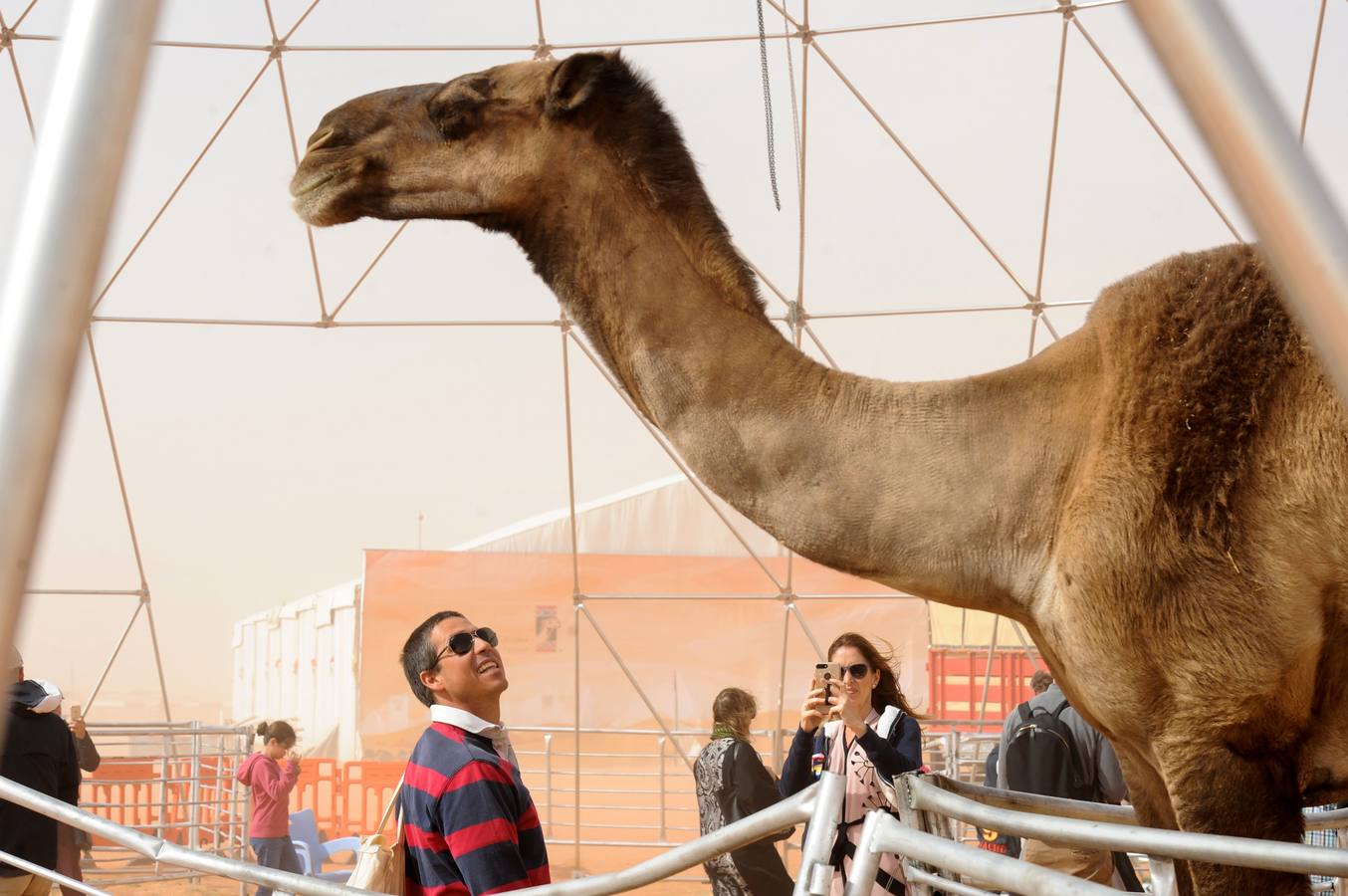 El Festival anual de Camellos Rey Abdulaziz de Arabia Saudí, conocido como 'Miss Camel' , reúne a miles de visitantes
