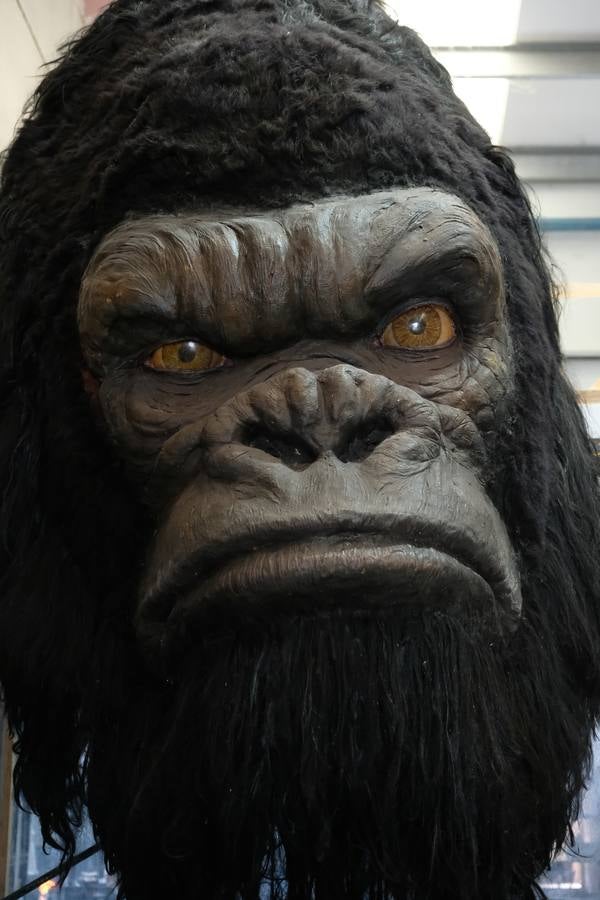 Cantabria elige la escultura de un simio creado por el escultor Miguel Lobato en su empresa de efectos especiales ML FX Studios para promocionar Cabárceno