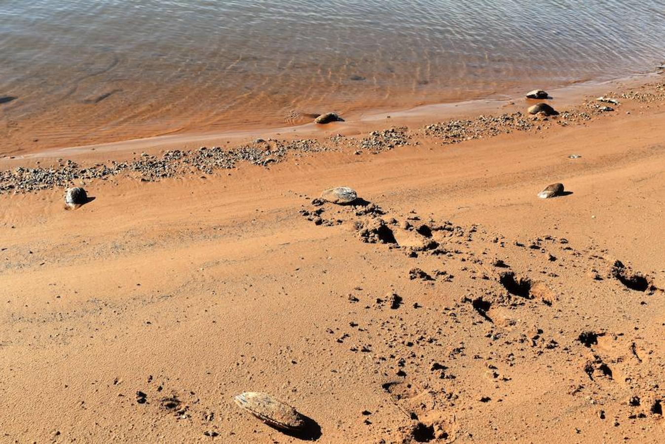 El pantano de Aguilar, un cementerio de almejas de río