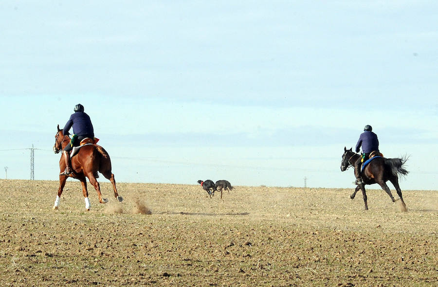 Final del Campeonato de España de Galgos, celebrado en Madrigal de las Altas Torres