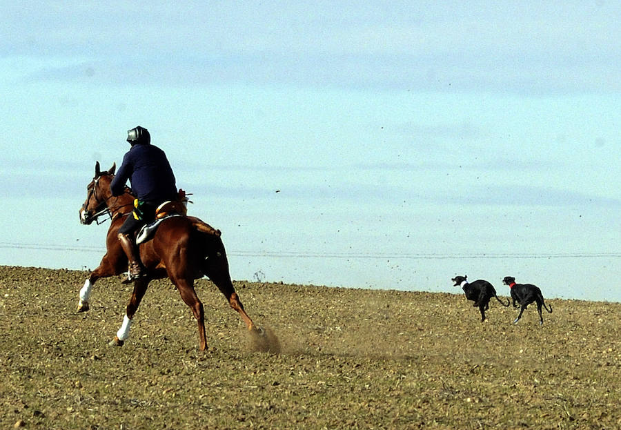Final del Campeonato de España de Galgos, celebrado en Madrigal de las Altas Torres