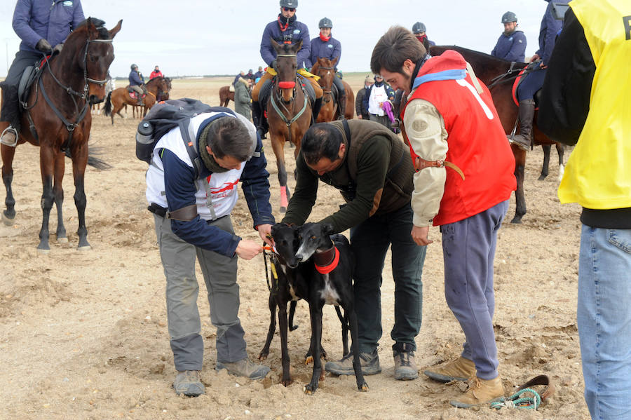 Final del Campeonato de España de Galgos, celebrado en Madrigal de las Altas Torres