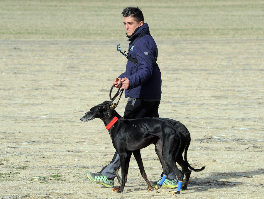 Final del Campeonato de España de Galgos, celebrado en Madrigal de las Altas Torres