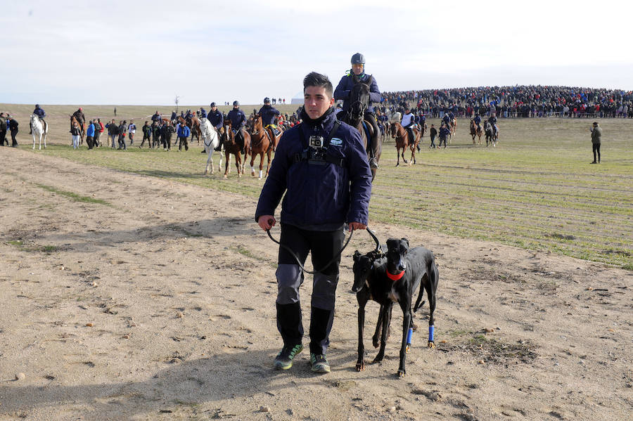 Final del Campeonato de España de Galgos, celebrado en Madrigal de las Altas Torres
