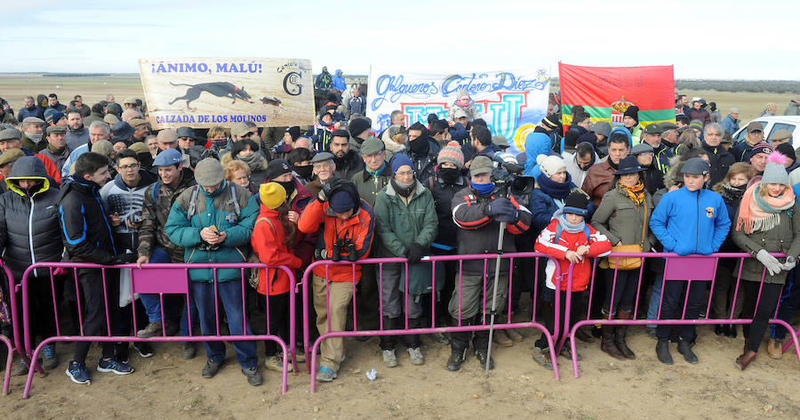 Final del Campeonato de España de Galgos, celebrado en Madrigal de las Altas Torres