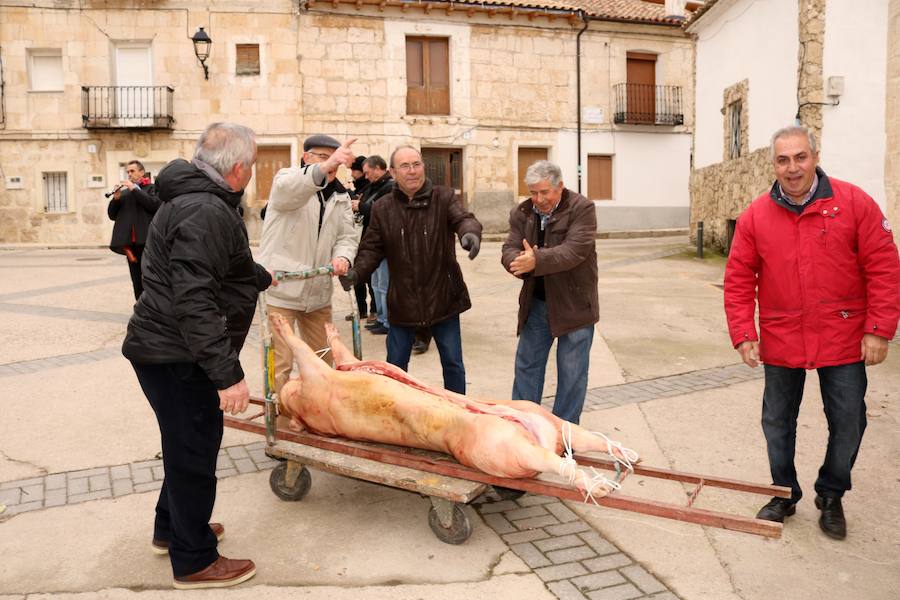 Fiesta de la Matanza en Tariego de Cerrato