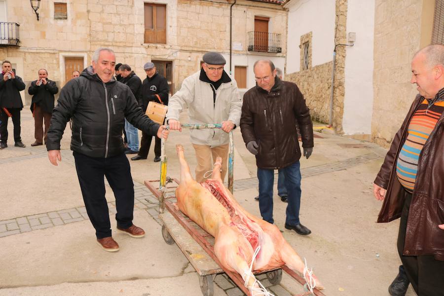 Fiesta de la Matanza en Tariego de Cerrato