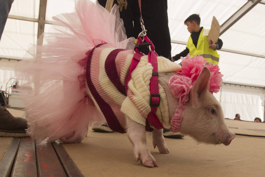 Las mascotas se disfrazan en el carnaval de Toro