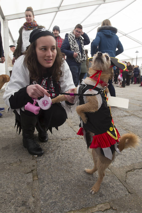 Las mascotas se disfrazan en el carnaval de Toro