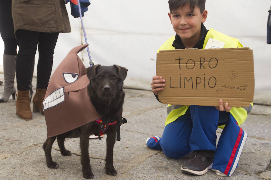 Las mascotas se disfrazan en el carnaval de Toro