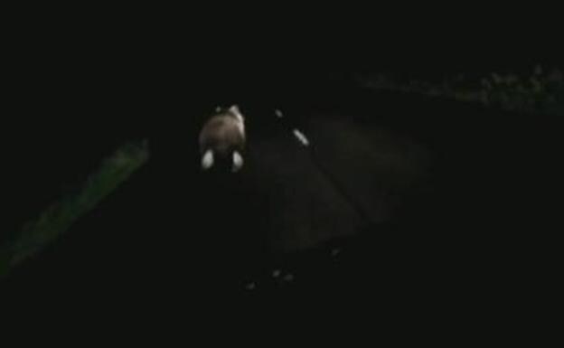 El oso corre por la carretera. 