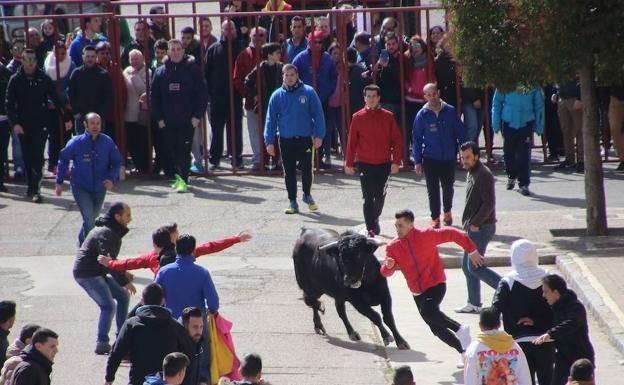 Toro del Carnaval en Rioseco el año pasado, que se volverá a celebrar este sábado. 