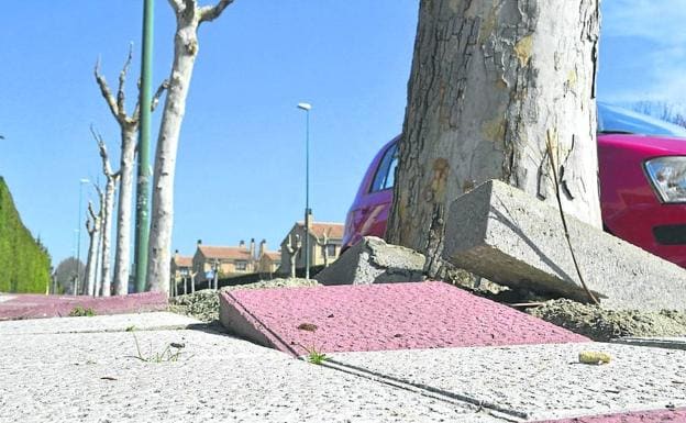 Una de las aceras de las calles de Santa Ana, levantadas por las raíces de los árboles.