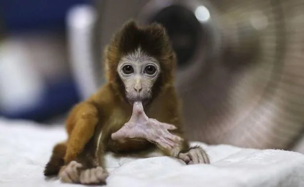 Un macaco, en un centro para el cuidado de animales. 