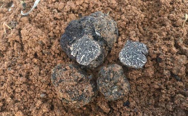 Las primeras trufas negras de Zamora