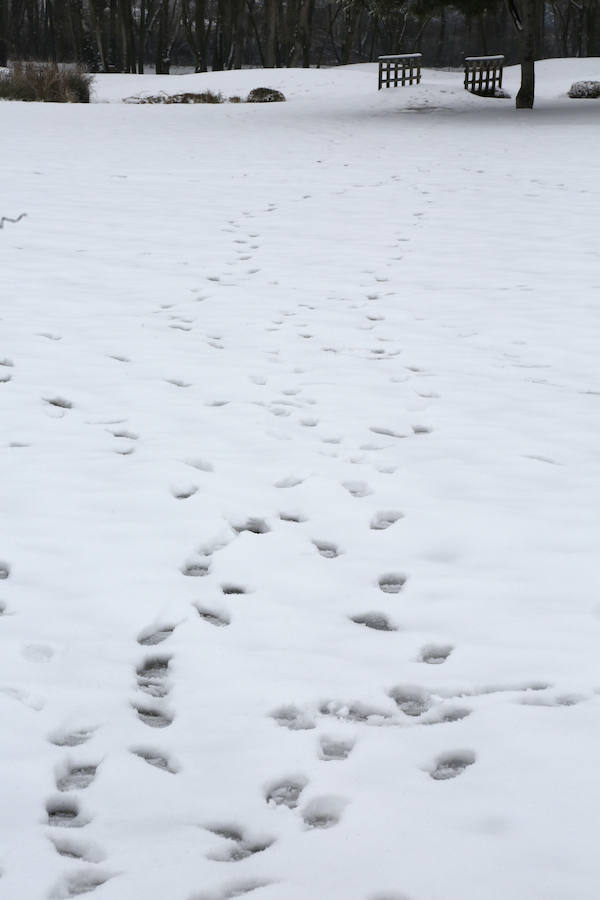 Fotos: La capital palentina se tiñe de blanco II