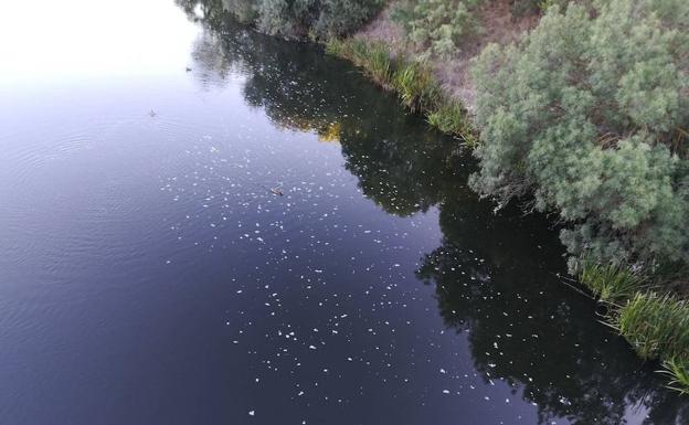 Imagen de la espuma que apareció en las aguas del Tormes. 