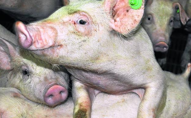 Cerdos en la granja de Castilléjar.