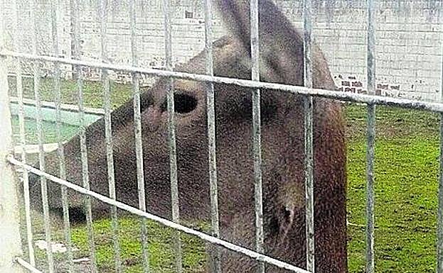 Bambi, en el recinto vallado, donde vive alimentada por una familia zamorana. 