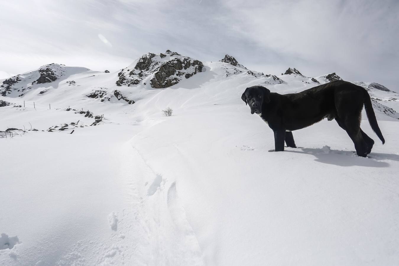 Fotos: Nieve en la localidad leonesa de Torrestío