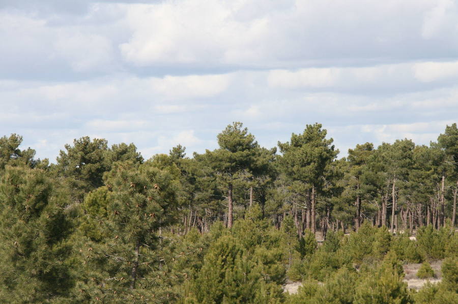 Pinares en el entorno de Cuéllar, en Segovia. 