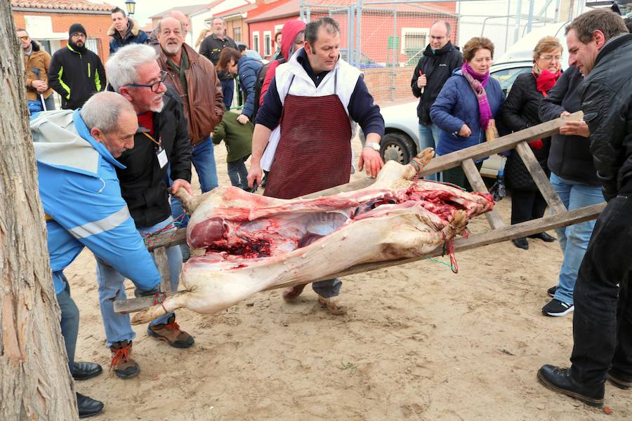 Fotos: Jornada de la matanza del cerdo en Baños de Cerrato