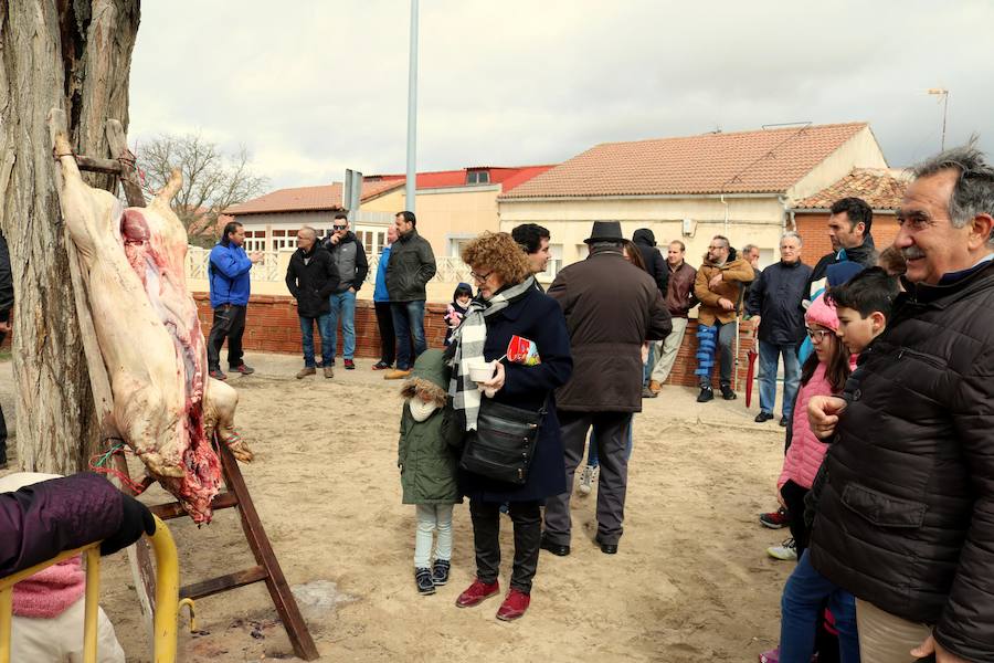 Fotos: Jornada de la matanza del cerdo en Baños de Cerrato